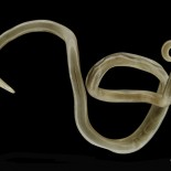 Ascaris lumbricoides – Common Round Worm