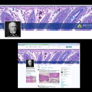 Twitter banner designed for Pathology, Divison of Gastrointestinal and Liver Pathology