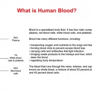 Adobe Illustrator Drawing – Presentation on Human Blood
